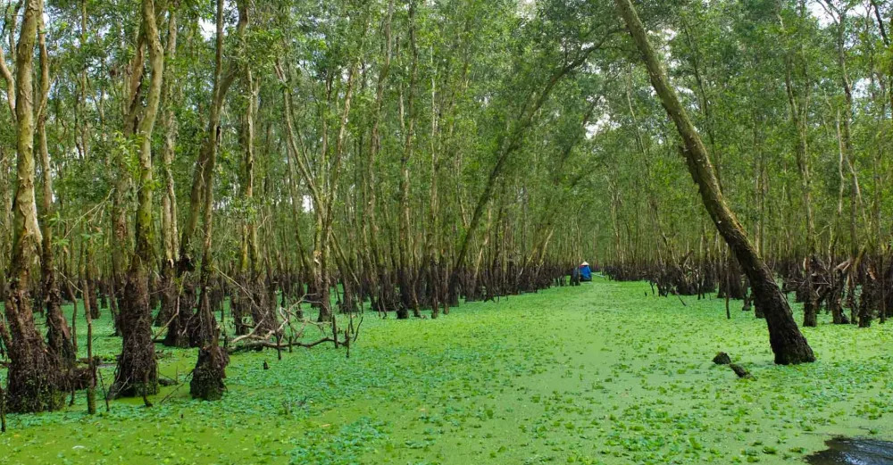 Tra Su Cajuput Forest